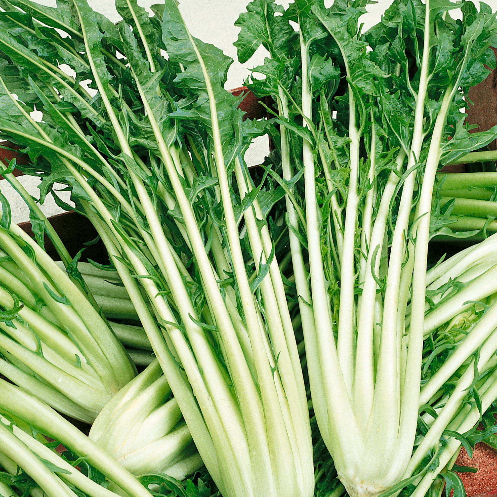 Catalogna Emerald Endive Seeds - 1 Lb ~179200 Seeds - Non-GMO, Heirloom ...