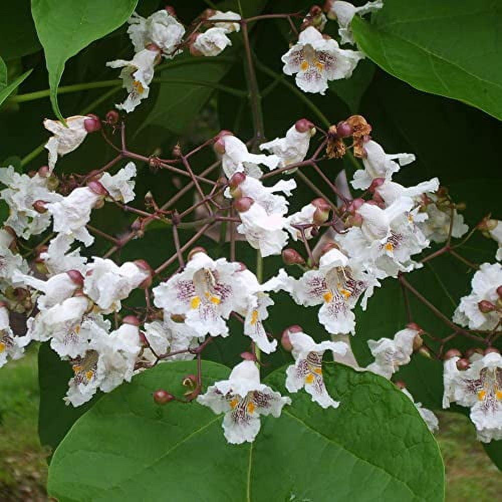 Catalpa Bignonioides Seeds Southern Catalpa Deciduous Tree Distinctive
