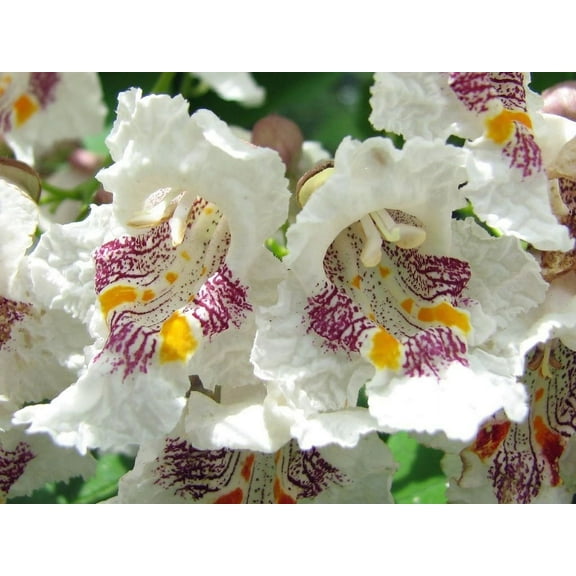 Treeseeds 30 Northern Catalpa Speciosa Tree Plant Seeds