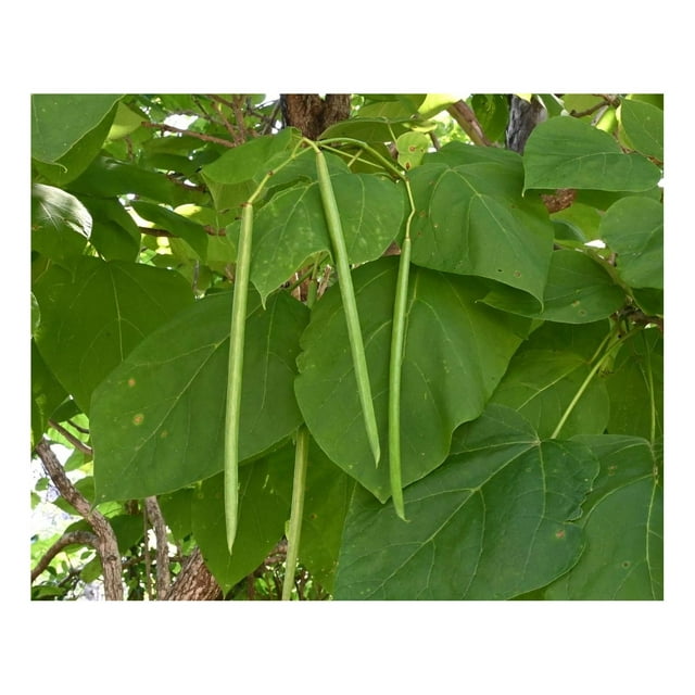 Catalpa Tree Seeds for Planting 50 Seeds to Grow Stunning Flowers
