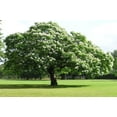 thumbnail image 1 of Catalpa (speciosa - North catalapa) Nice Garden Tree 300 Seeds, 1 of 1