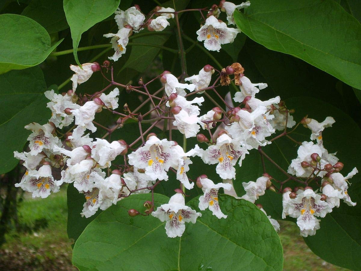 Catalpa (speciosa - North catalapa) Nice Garden Tree by Seed Kingdom (1 Oz Seeds)