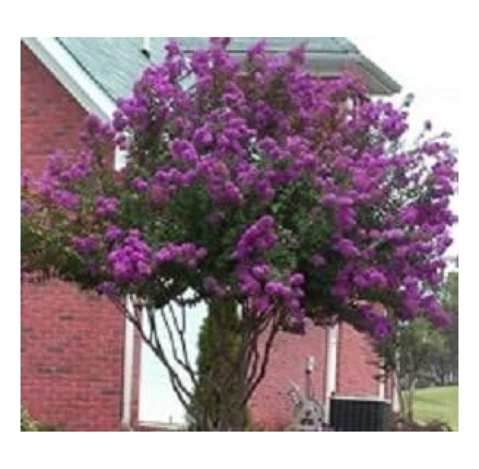 Catawba Crape Myrtle Purple Flowering Tree Live Plant Shipped 1 to 2 Feet Tall in Gallon Pot