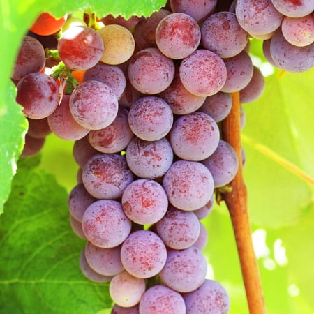 Catawba Grape Vine, Deciduous Fruit Bearing Plant, grown in a 1.50 Gallon Pot (1-Pack)