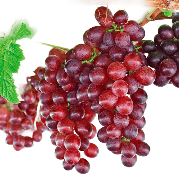 Catawba Grape Vine Live Plants, Sweet Pink-Purple Grapes