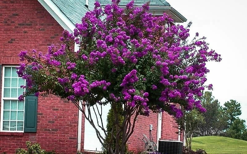 Catawba Purple Crape Myrtle Tree - Live Plant - ( 1 QT ) - Full Sun - Summer Flowers