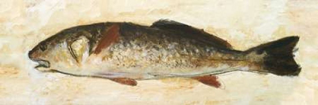 Catch of the Day II Canvas Art - Walt Johnson (8 x 24)