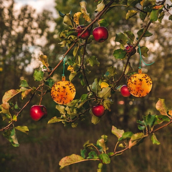 Product Category Catcher 2 Efficient Fruit Fly Sticky Trap for Home Kitchen and Garden Control