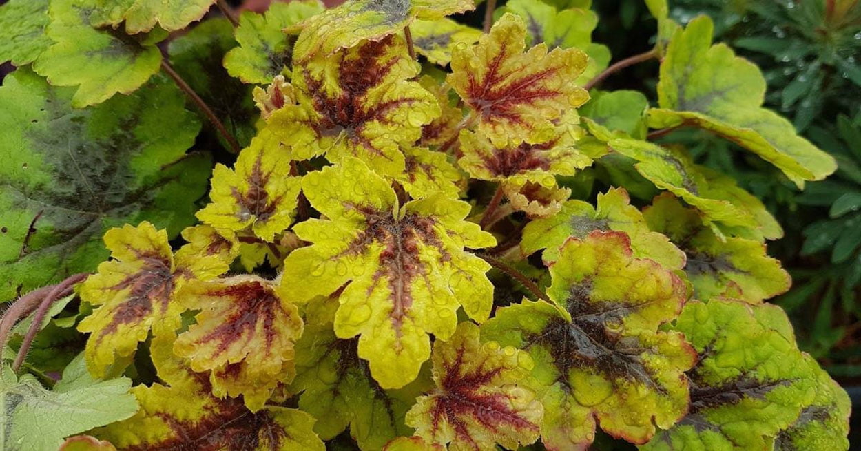 Catching Fire Heucherella Foamy Bells Gallon Pot Shade Lover