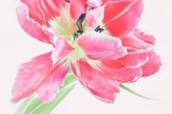 Catchy Flower Canvas Art - Cora Niele (12 x 18)