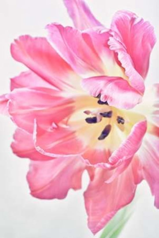 Catchy Flower II Canvas Art - Cora Niele (24 x 36)
