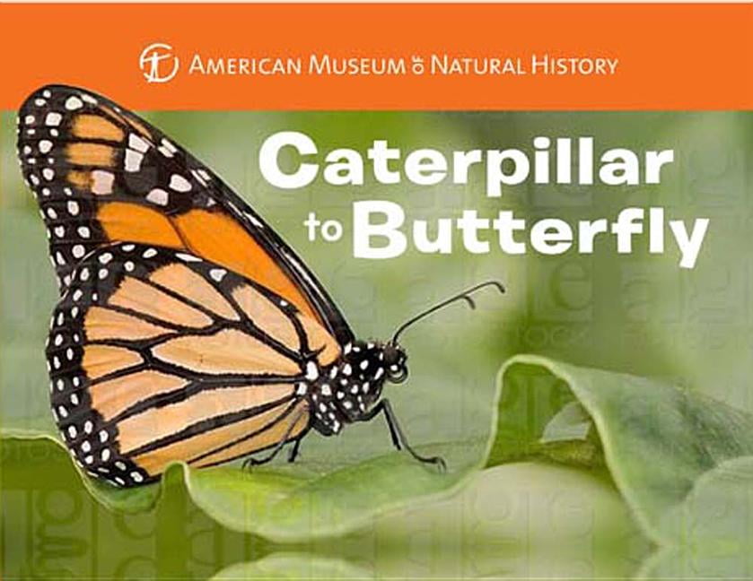 Caterpillar to Butterfly (Board Book)