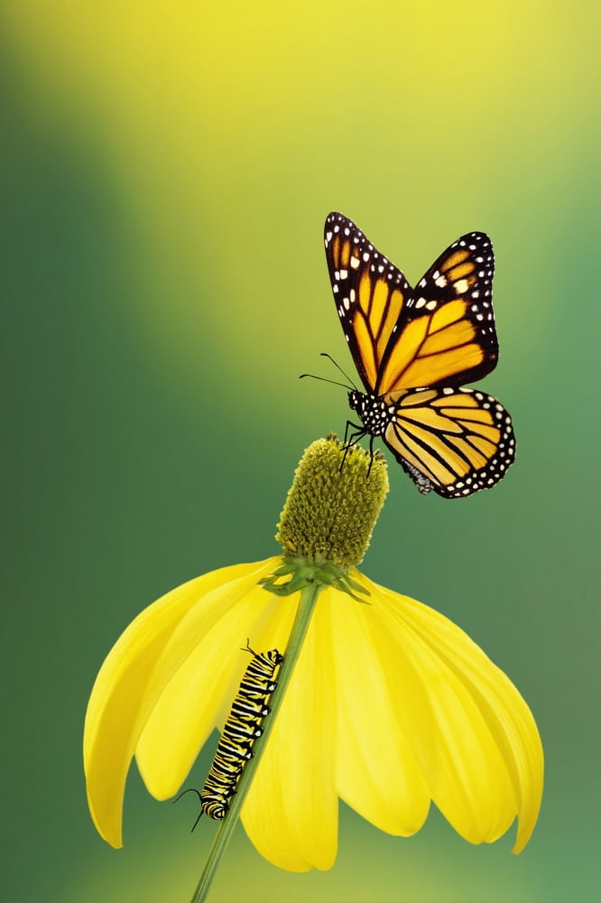 Caterpillar to butterflyBritish columbia canada Canvas Art - Thomas Kitchin & Victoria Hurst Design Pics (12 x 19)