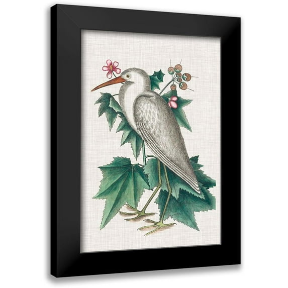 Catesby, Mark 11x14 Black Modern Framed Museum Art Print Titled - Catesby Heron III