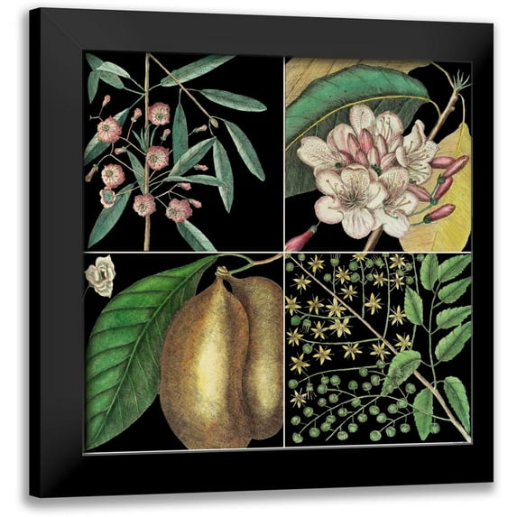 Catesby, Mark 12x12 Black Modern Framed Museum Art Print Titled - Graphic Botanical Grid II