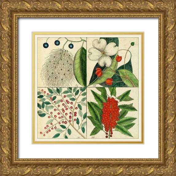 Catesby, Mark 12x12 Gold Ornate Wood Framed with Double Matting Museum Art Print Titled - Catesby Botanical Quadrant II