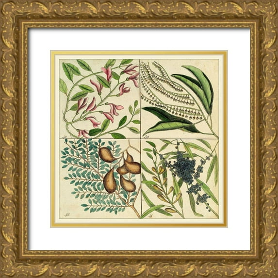 Catesby, Mark 12x12 Gold Ornate Wood Framed with Double Matting Museum Art Print Titled - Catesby Botanical Quadrant IV