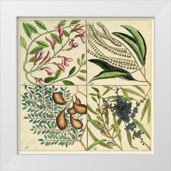 Catesby, Mark 12x12 White Modern Wood Framed Museum Art Print Titled - Catesby Botanical Quadrant IV