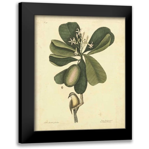 Catesby, Mark 12x14 Black Modern Framed Museum Art Print Titled - Catesby Bird and Botanical III