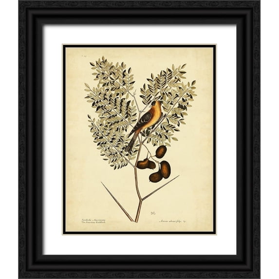 Catesby, Mark 12x14 Black Ornate Wood Framed with Double Matting Museum Art Print Titled - Catesby American Goldfinch Pl. T43