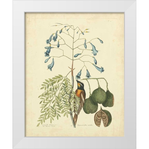 Catesby, Mark 12x14 White Modern Wood Framed Museum Art Print Titled - Catesby Bird and Botanical II