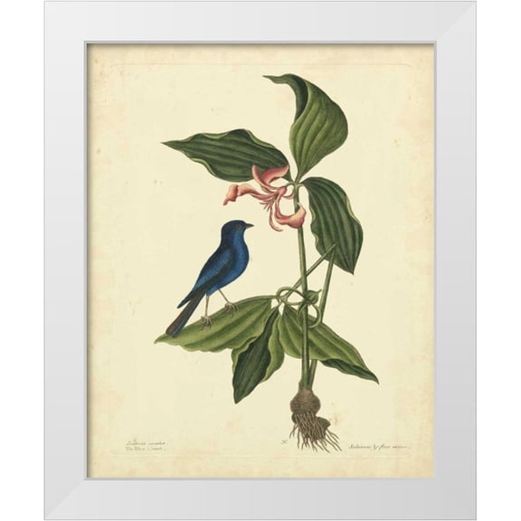 Catesby, Mark 12x14 White Modern Wood Framed Museum Art Print Titled - Catesby Bird and Botanical IV