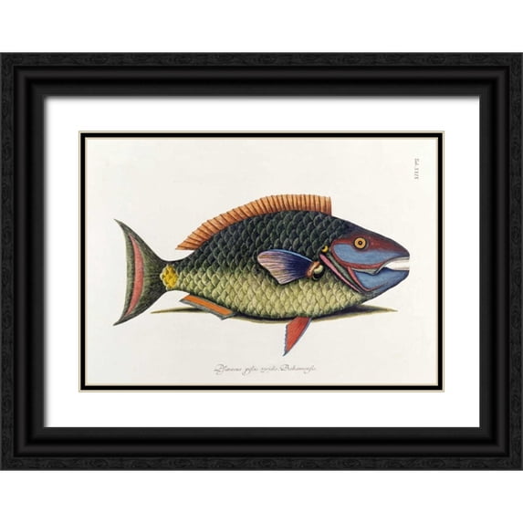 Catesby, Mark 14x11 Black Ornate Wood Framed with Double Matting Museum Art Print Titled - The Parrot Fish