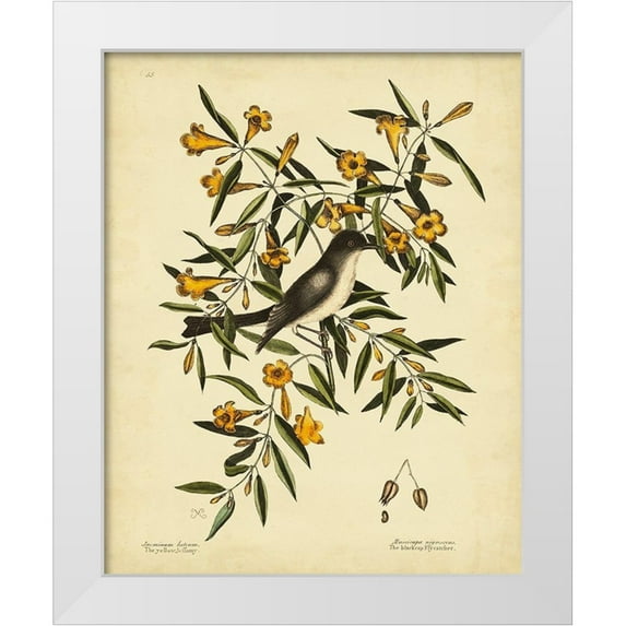 Catesby, Mark 15x18 White Modern Wood Framed Museum Art Print Titled - Cates. Black-capt Flycatch. Pl. T53