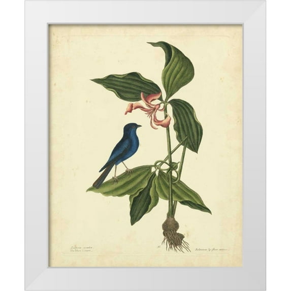Catesby, Mark 15x18 White Modern Wood Framed Museum Art Print Titled - Catesby Bird and Botanical IV
