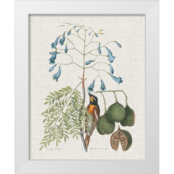 Catesby, Mark 20x24 White Modern Wood Framed Museum Art Print Titled - Studies in Nature II