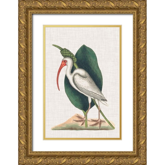 Catesby, Mark 23x32 Gold Ornate Wood Framed with Double Matting Museum Art Print Titled - Catesby Heron VI