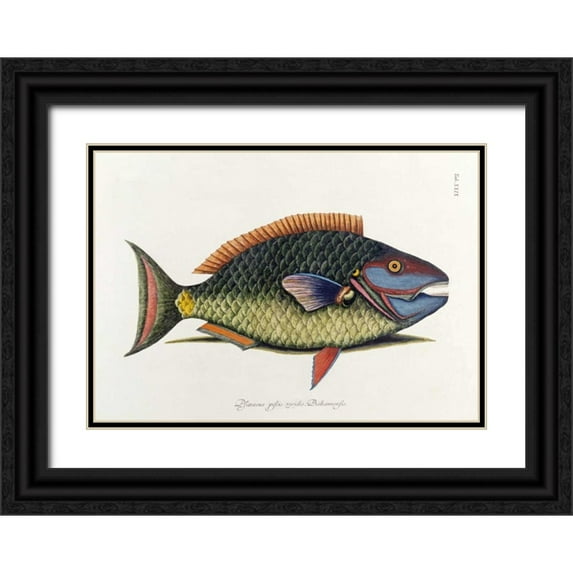 Catesby, Mark 24x18 Black Ornate Wood Framed with Double Matting Museum Art Print Titled - The Parrot Fish
