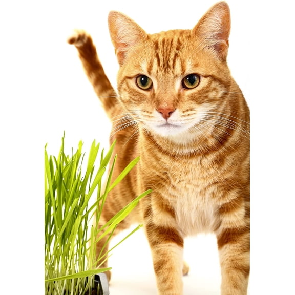 Catgrass Seeds for Sprouting - Hard Red Winter Wheat, Non-GMO, High Germination Wheatgrass (1/4 Pound)