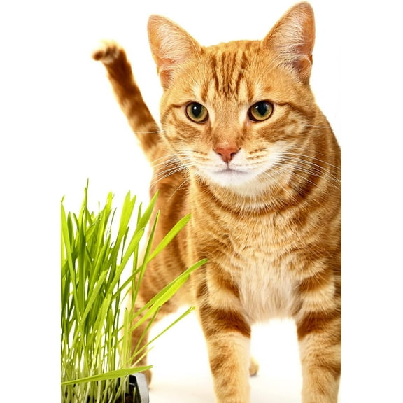 Catgrass Seeds for Sprouting - Hard Red Winter Wheat, Non-GMO, High Germination Wheatgrass (10 Pounds)