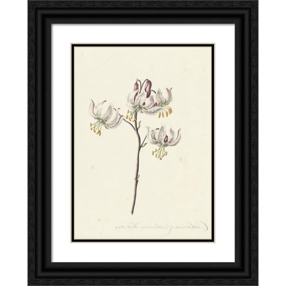 Catharina Lintheimer 11x14 Black Ornate Wood Framed Double Matted Museum Art Print Titled: Twig with Four White Lilies (1727)