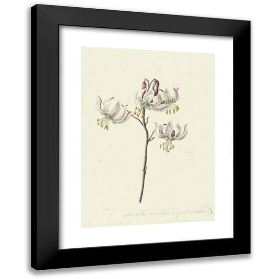 Catharina Lintheimer 18x24 Black Modern Framed Museum Art Print Titled - Twig with Four White Lilies (1727)