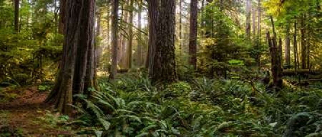 Cathedral Forest Canvas Art - Vladimir Kostka (24 x 48)