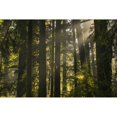 thumbnail image 1 of Cathedral Grove MacMillan Provincial Park; British Columbia Canada Poster Print by Robert Postma / Design Pics (17 x 1, 1 of 3