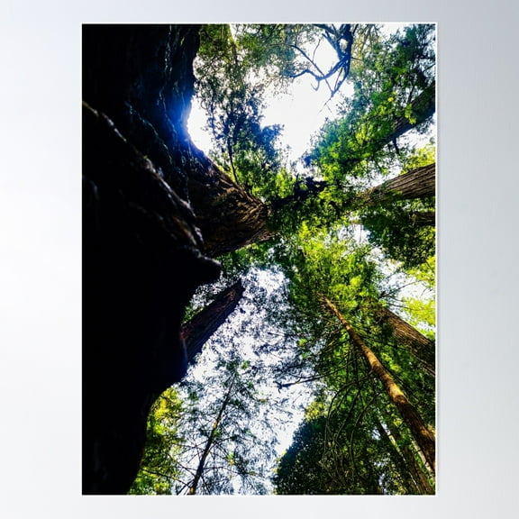 Cathedral Of Giants: A View From The Forest Floor Poster Wall Art, Modern Wall Decor For Living Room Bedroom, 12x18 UNFRAMED