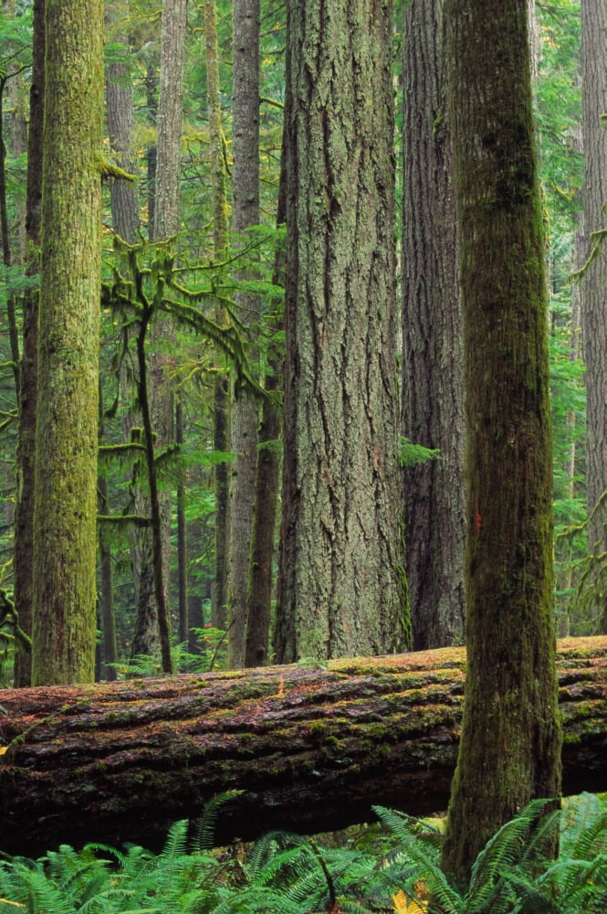 Catherdral Grove British Columbia Canvas Art - Robert Postma Design Pics (11 x 17)