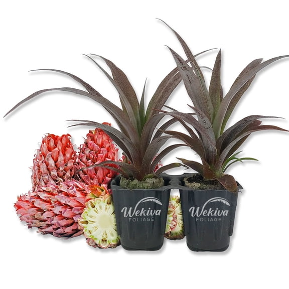Cathy Ornamental Pineapple Plant - 2 Live Starter Plants in 2 Inch Pots - Ananas Nanus - Non-Edible Ornamental Fruit Tree for The Patio and Garden