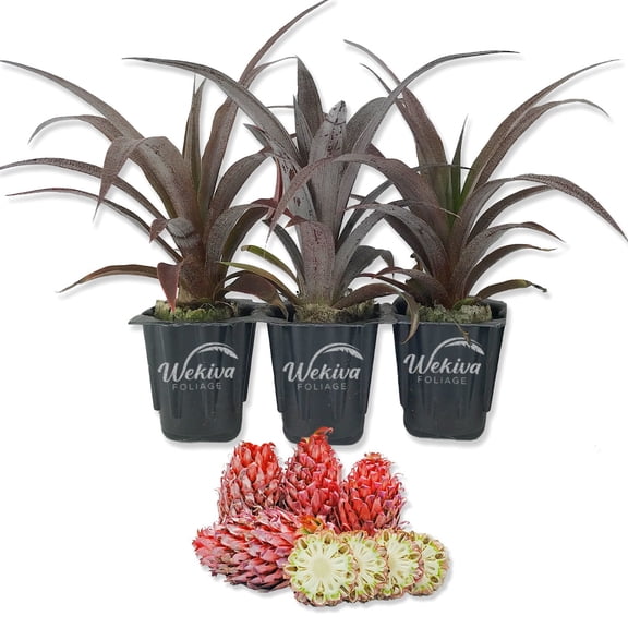 Cathy Ornamental Pineapple Plant - 3 Live Starter Plants in 2 Inch Pots - Ananas Nanus - Non-Edible Ornamental Fruit Tree for The Patio and Garden
