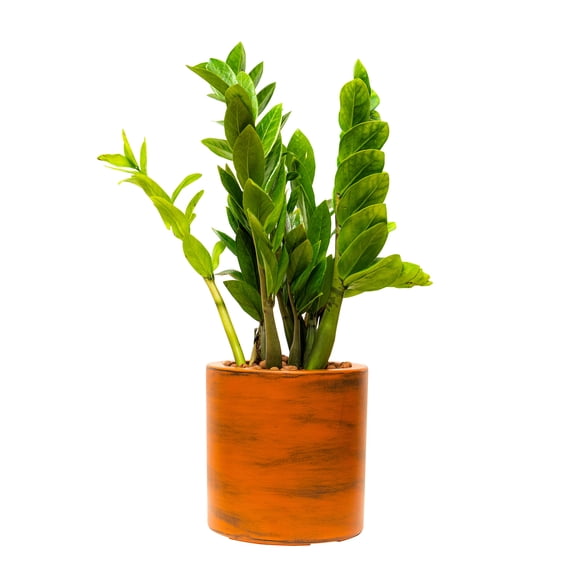 Catleza Self-Watering Round Planter Pot 7.8"L x 7.8"W in Terracotta Color