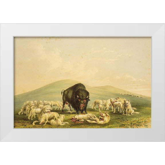 Catlin, George 32x23 White Modern Wood Framed Museum Art Print Titled - Buffalo Hunt, White Wolves Attacking Buffalo Bull