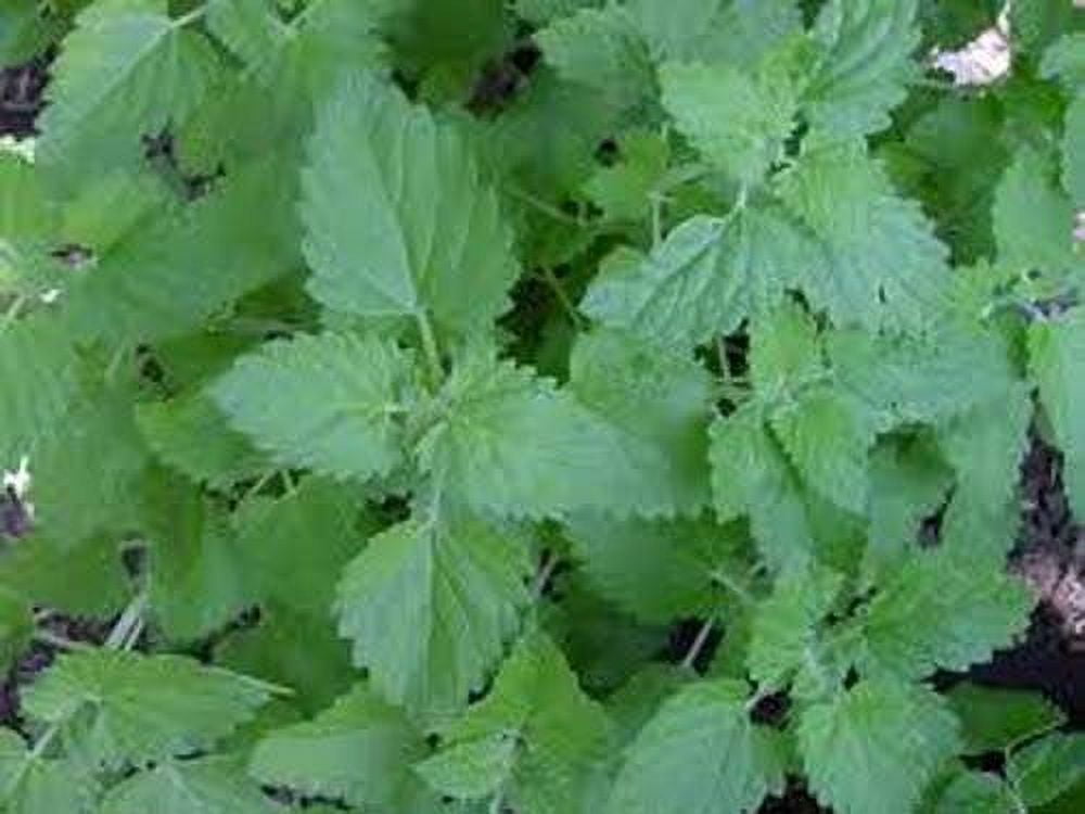 Catnip Great Garden Herb Cats Love It By Seed Kingdom BULK 1 Lb Seeds