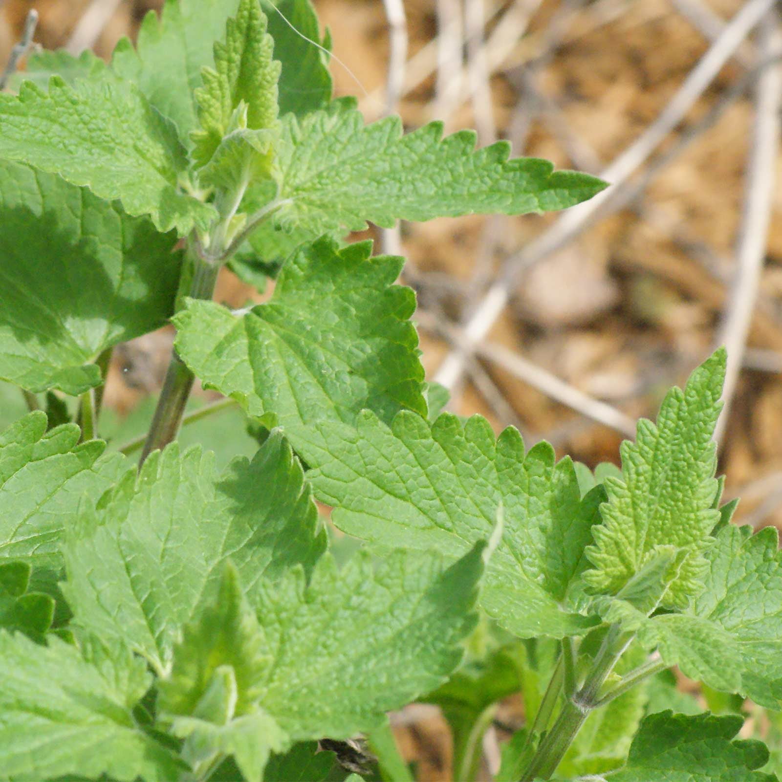 Catnip Herb Garden Seeds - 1 Lb - Non-GMO, Heirloom Herbal Gardening Seeds - Nepeta cataria