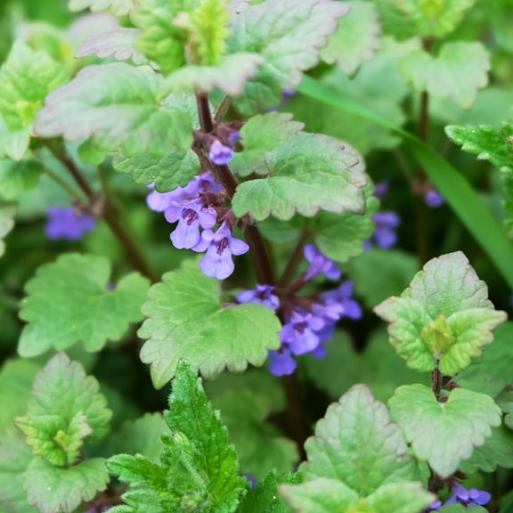 Catnip Plants, 2 Live Herb Plants in 4 in Pots, Non-GMO, Loved by Cats