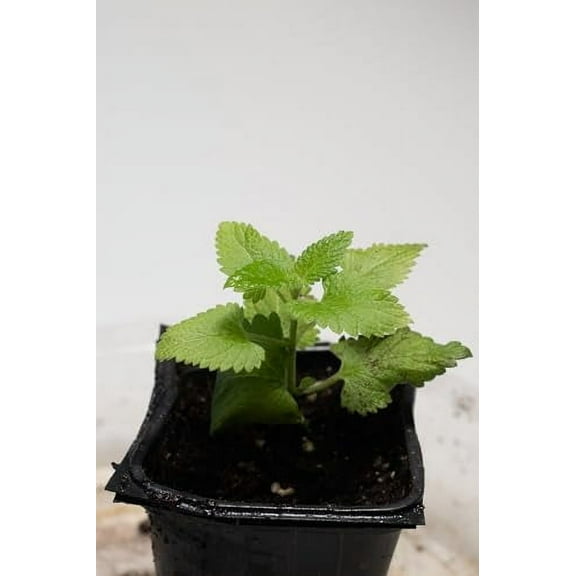 Catnip Plant (Nepeta cataria) 2.5 inch Pot - Live Plant Catswort Catwort Catmint Catnip Plant