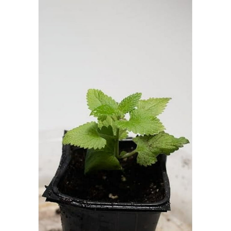 Catnip Plant - Nepeta - INSIDE OR OUTSIDE - 2.5 Catnip Plant - Nepeta - INSIDE OR OUTSIDE - 2.5