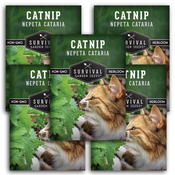 Catnip Herb Seeds - Full Sun Perennial (5 Pack)